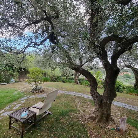 Degli Ulivi