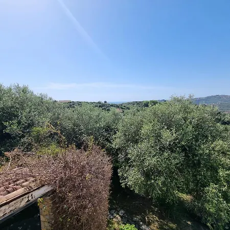 Degli Ulivi